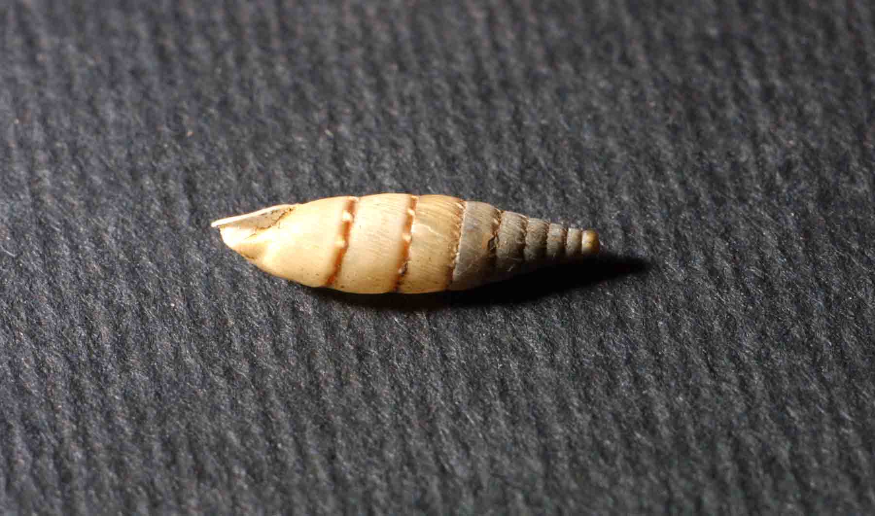 Papillifera bidens (Linneus,1758)